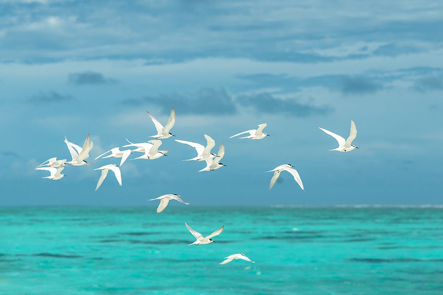 positive psychology coaching certification, positive psychology , coaching, forgiveness, wellbeing, fairness, freedom