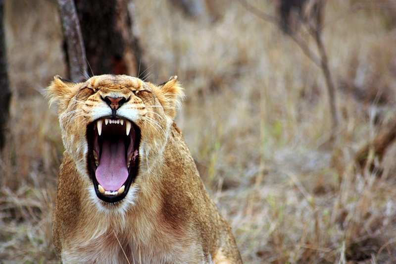 positive psychology coaching certification, positive psychology , coaching, mentor, anger, positive, wellbeing
